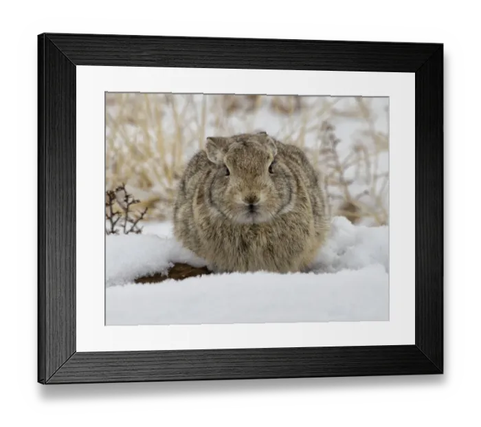 Framed Print : Eastern cottontail rabbit (Sylvilagus floridanus) huddled for warmth in the snow Framed Print : Eastern cottontail rabbit (Sylvilagus floridanus) huddled for warmth in the snow