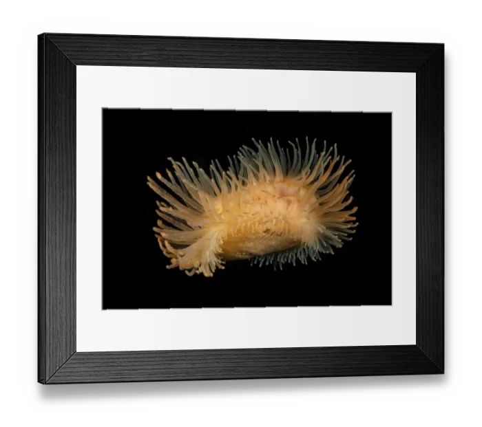 Framed Print : Flame scallop (Limaria hians / Lima hians), Puolo, Punta Campanella Marine Protected Framed Print : Flame scallop (Limaria hians / Lima hians), Puolo, Punta Campanella Marine Protected