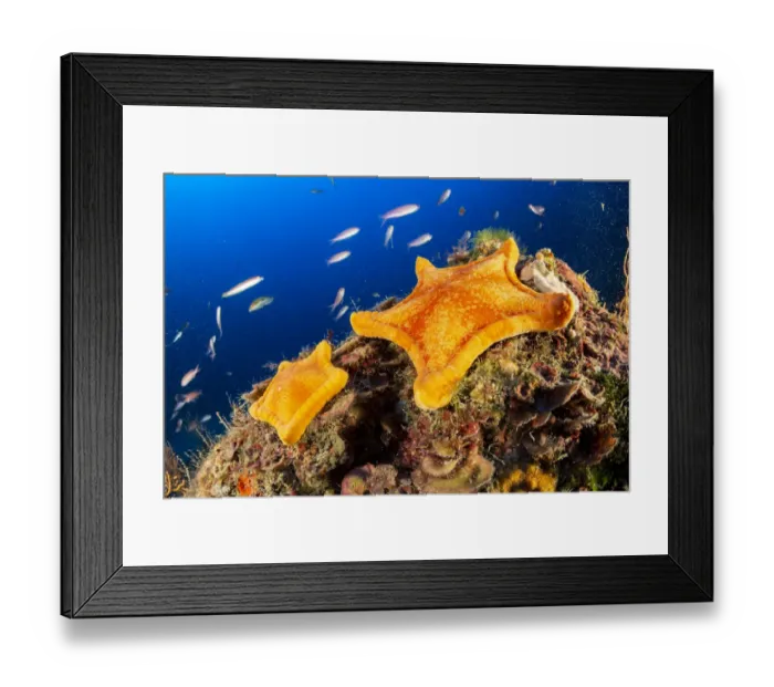 Framed Print : Two Penta star (Peltaster placenta) Punta Campanella Marine Protected area Framed Print : Two Penta star (Peltaster placenta) Punta Campanella Marine Protected area