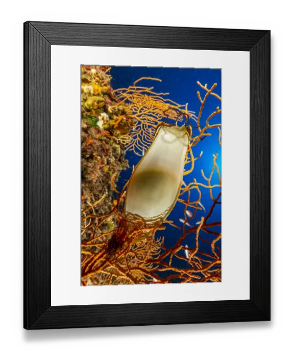 Framed Print : Catshark egg, (Scyliorhinus sp. ), on Yellow gorgonia, (Eunicella cavolini) Framed Print : Catshark egg, (Scyliorhinus sp. ), on Yellow gorgonia, (Eunicella cavolini)