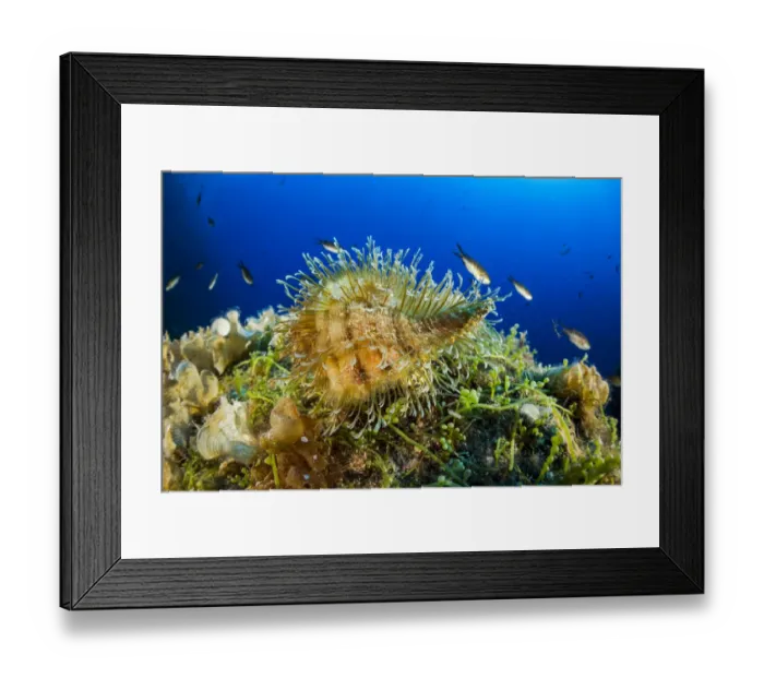 Framed Print : Hairy triton (Monoplex parthenopeus) Vervece rock, Punta Campanella Marine Protected Framed Print : Hairy triton (Monoplex parthenopeus) Vervece rock, Punta Campanella Marine Protected