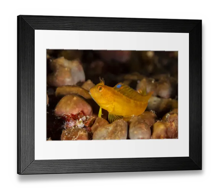 Framed Print : Ringneck blenny (Parablennius pilicornis) Vervece rock, Punta Campanella Marine Framed Print : Ringneck blenny (Parablennius pilicornis) Vervece rock, Punta Campanella Marine