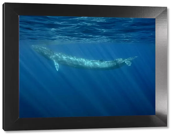 Fin whale (Balaenoptera physalus) Pelagos Sanctuary for Mediterranean Marine Mammals
