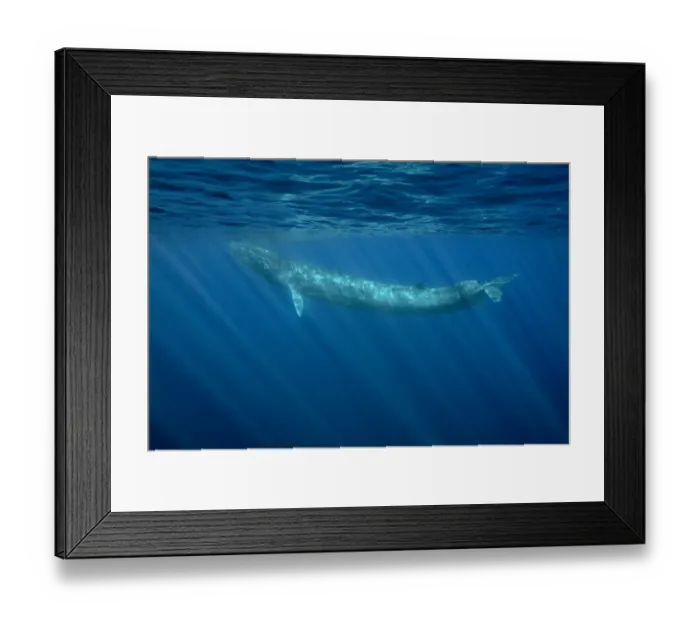 Framed Print : Fin whale (Balaenoptera physalus) Pelagos Sanctuary for Mediterranean Marine Mammals Framed Print : Fin whale (Balaenoptera physalus) Pelagos Sanctuary for Mediterranean Marine Mammals