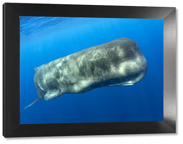 Sperm whale, (Physeter macrocephalus) Pelagos Sanctuary for Mediterranean Marine