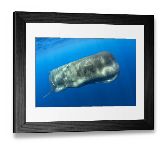 Framed Print : Sperm whale, (Physeter macrocephalus) Pelagos Sanctuary for Mediterranean Marine Framed Print : Sperm whale, (Physeter macrocephalus) Pelagos Sanctuary for Mediterranean Marine
