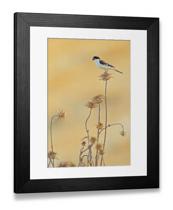 Framed Print : Woodchat shrike (Lanius senator) perched on thistle, Sierra de Grazalema Natural Park Framed Print : Woodchat shrike (Lanius senator) perched on thistle, Sierra de Grazalema Natural Park