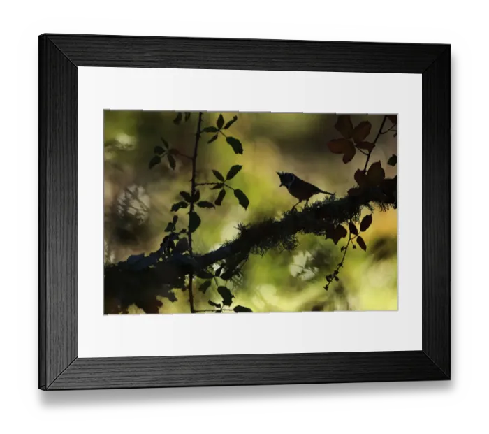 Framed Print : Crested tit (Lophophanes cristatus), Sierra de Grazalema Natural Park, Cadiz, Andalusia Framed Print : Crested tit (Lophophanes cristatus), Sierra de Grazalema Natural Park, Cadiz, Andalusia