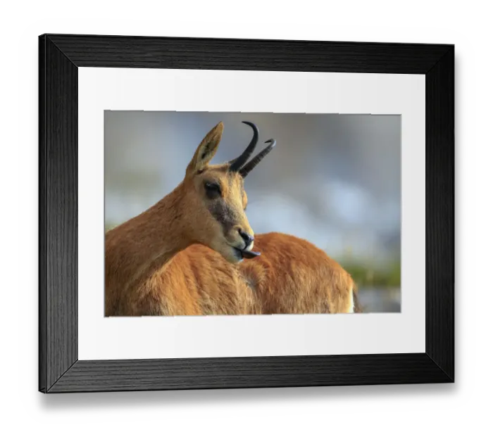 Framed Print : Southern chamois (Rupicapra pyrenaica) male, Picos de Europa, Spain, August Framed Print : Southern chamois (Rupicapra pyrenaica) male, Picos de Europa, Spain, August