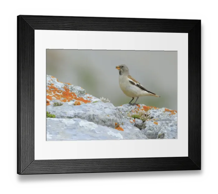 Framed Print : White-winged snowfinch (Montifringilla nivalis), Picos de Europa, Northern Spain. August Framed Print : White-winged snowfinch (Montifringilla nivalis), Picos de Europa, Northern Spain. August