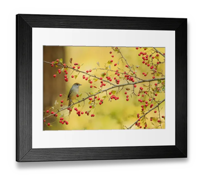 Framed Print : Sardinian warbler (Sylvia melanocephala) female perched on Hawthron with berry Framed Print : Sardinian warbler (Sylvia melanocephala) female perched on Hawthron with berry