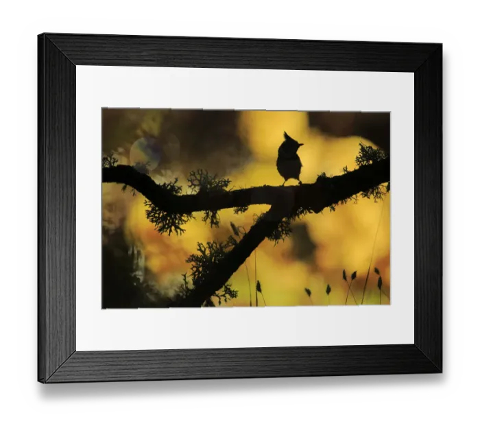 Framed Print : Crested tit (Lophophanes cristatus) silhouette, Sierra de Grazalema Natural Park, Cadiz Framed Print : Crested tit (Lophophanes cristatus) silhouette, Sierra de Grazalema Natural Park, Cadiz