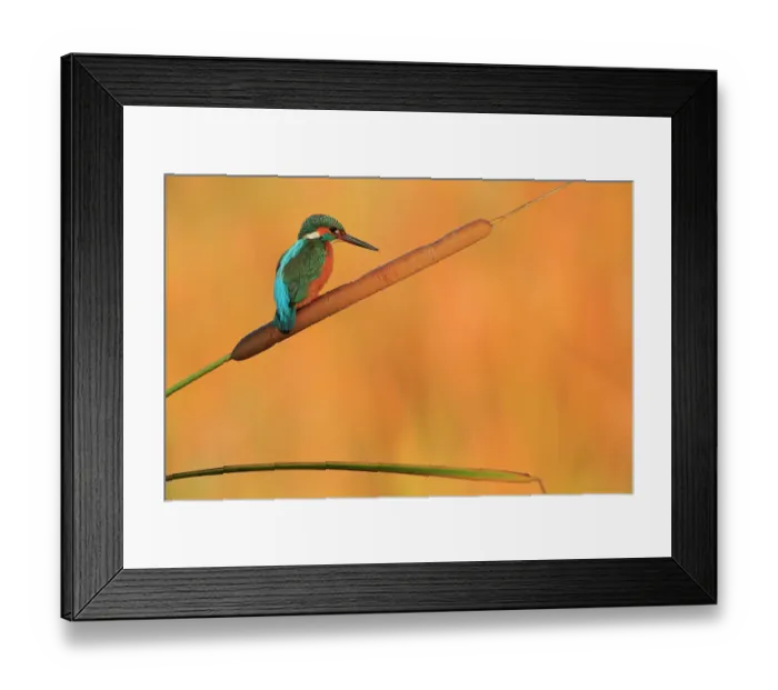 Framed Print : Kingfisher (Alcedo athis) perched on bull rush, Ubrique, Andalusia, Southern Spain, November Framed Print : Kingfisher (Alcedo athis) perched on bull rush, Ubrique, Andalusia, Southern Spain, November