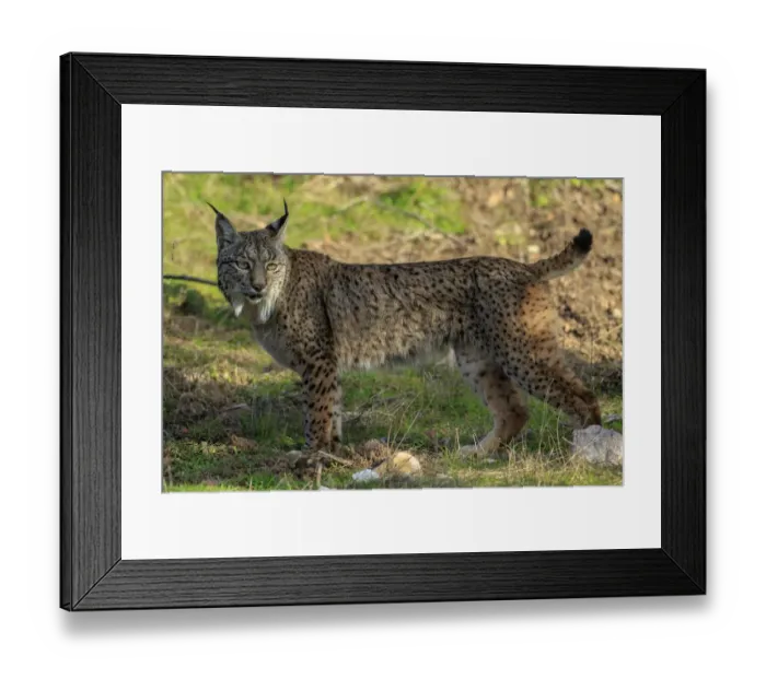 Framed Print : Iberian lynx (lynx pardinus) juvenile portrait, Sierra de Andujar, Andalusia, Spain Framed Print : Iberian lynx (lynx pardinus) juvenile portrait, Sierra de Andujar, Andalusia, Spain
