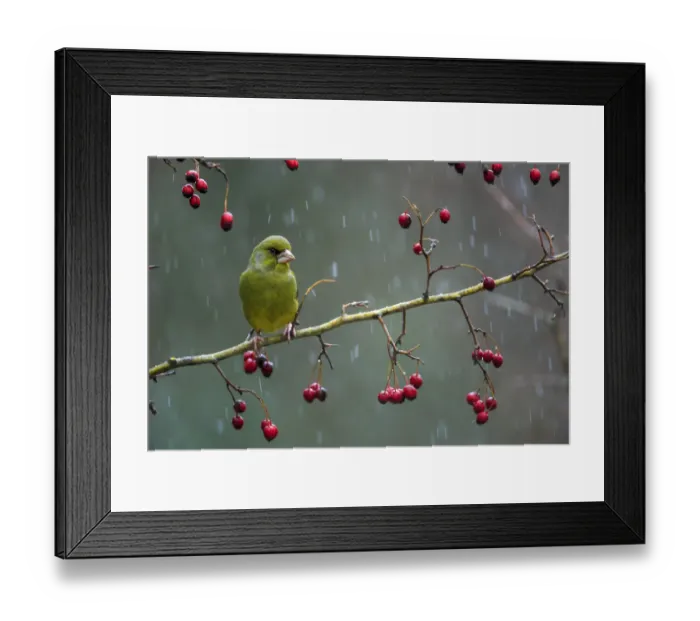 Framed Print : Greenfinch (Carduelis chloris) perched on a branch of hawthron a snowy day Framed Print : Greenfinch (Carduelis chloris) perched on a branch of hawthron a snowy day