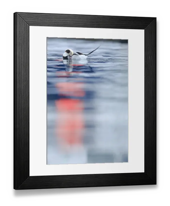Framed Print : Long-tailed duck (Clangula hyemalis) male, Batsfjord, Norway, March Framed Print : Long-tailed duck (Clangula hyemalis) male, Batsfjord, Norway, March