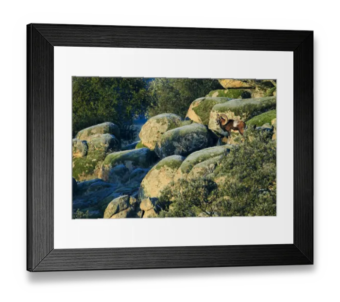 Framed Print : European mouflon (Ovis musimon) male, Sierra de Andujar, Andalusia, Spain. January Framed Print : European mouflon (Ovis musimon) male, Sierra de Andujar, Andalusia, Spain. January