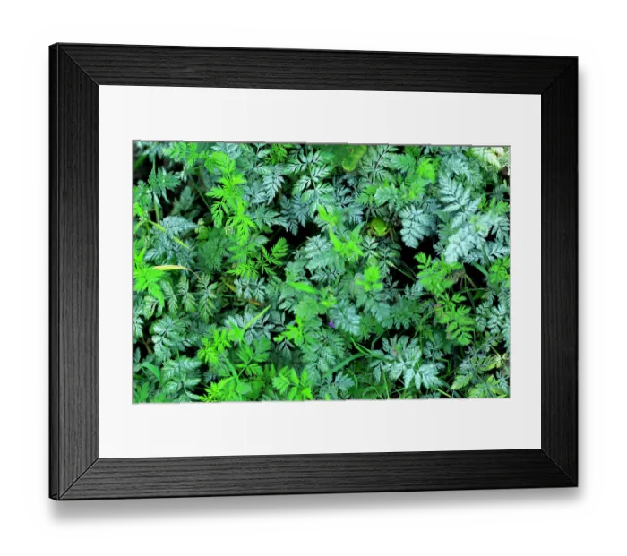 Framed Print : Tree frog (Hyla meridionalis) hidden in vegetation. Cadiz, Andalusia, Spain, March Framed Print : Tree frog (Hyla meridionalis) hidden in vegetation. Cadiz, Andalusia, Spain, March