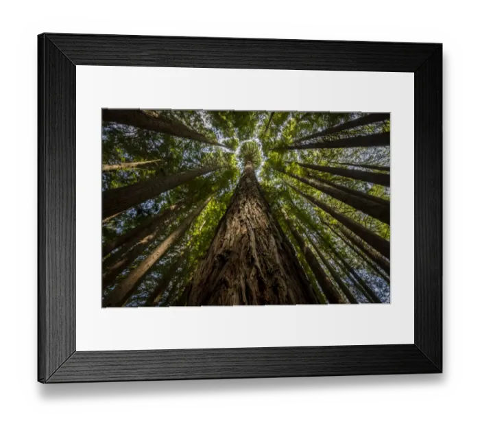Framed Print : California redwoods (Sequoia sempervirens) planted in 1939, Beech Forest, Victoria Framed Print : California redwoods (Sequoia sempervirens) planted in 1939, Beech Forest, Victoria