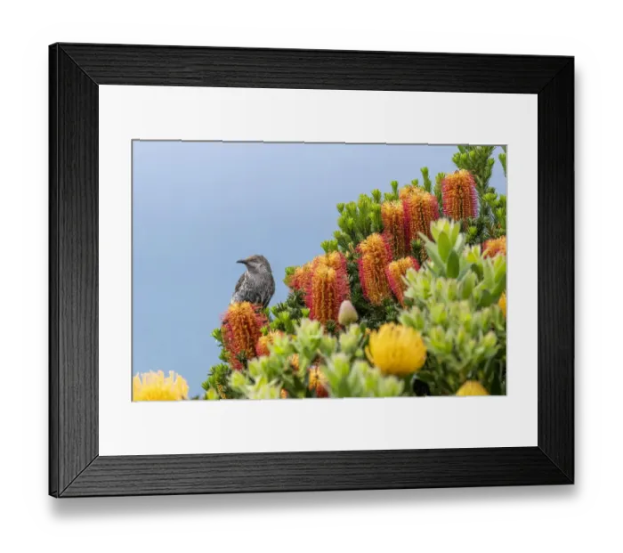 Framed Print : Portrait of a Little wattlebird (Anthochaera chrysoptera) perched within Framed Print : Portrait of a Little wattlebird (Anthochaera chrysoptera) perched within