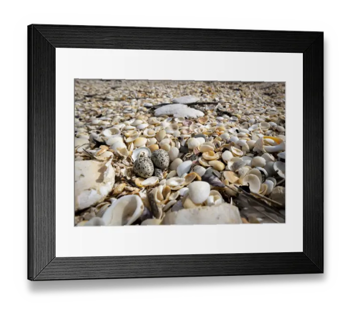 Framed Print : Two eggs of the threatened Hooded plover (Thinornis rubricollis) on a beach Framed Print : Two eggs of the threatened Hooded plover (Thinornis rubricollis) on a beach