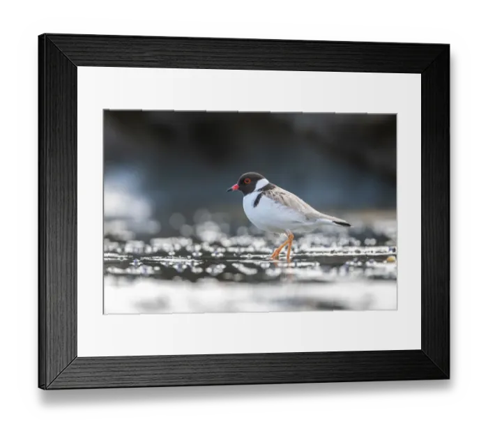 Framed Print : Hooded plover (Thinornis rubricollis) walking on beach looking for food Framed Print : Hooded plover (Thinornis rubricollis) walking on beach looking for food