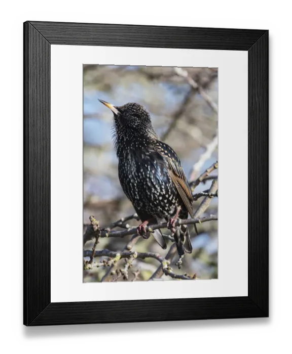 Framed Print : Common starling (Sturnus vulgaris) singing in winter sunshine Framed Print : Common starling (Sturnus vulgaris) singing in winter sunshine