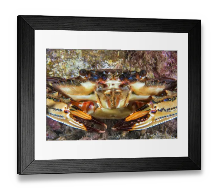 Framed Print : Swimming crab (Cronius ruber) Canary Islands, Tenerife. Invasive species Framed Print : Swimming crab (Cronius ruber) Canary Islands, Tenerife. Invasive species