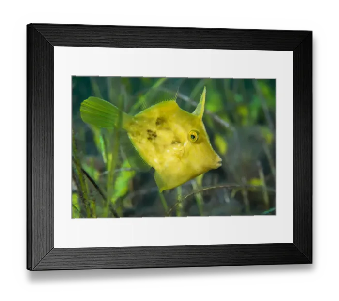 Framed Print : Planehead filfish (Stephanolepis hispidus) hunting in a sea meadow (Cymodosea nodosa) Framed Print : Planehead filfish (Stephanolepis hispidus) hunting in a sea meadow (Cymodosea nodosa)