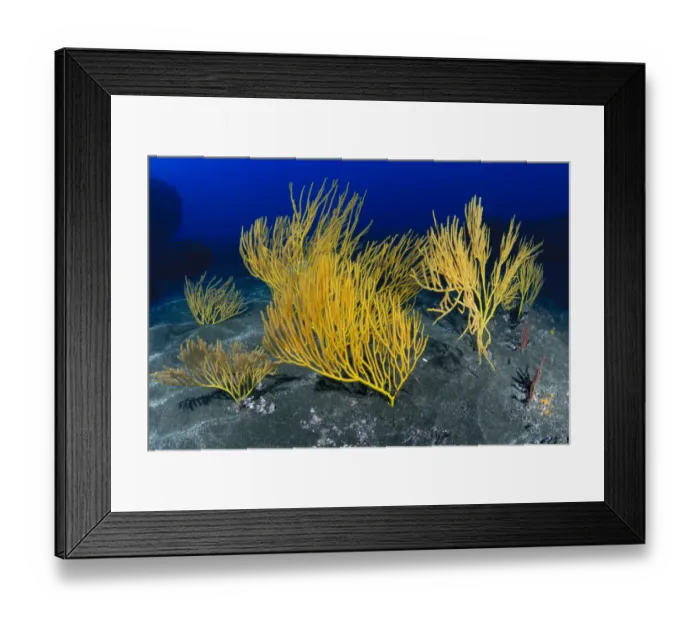 Framed Print : Yellow seafan (Leptogorgia viminalis) La Gomera, Canary Islands Framed Print : Yellow seafan (Leptogorgia viminalis) La Gomera, Canary Islands
