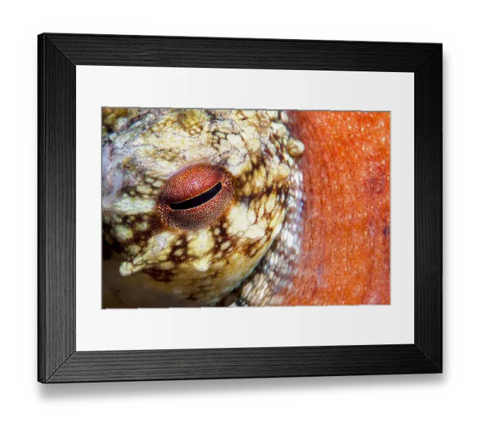 Framed Print : Common octopus (Octopus vulgaris) close up of eye, Tenerife, Canary Islands Framed Print : Common octopus (Octopus vulgaris) close up of eye, Tenerife, Canary Islands