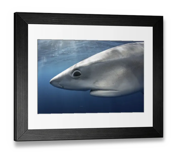 Framed Print : Blue shark (Prionace glauca) close up portrait, CAnary Islands. Atlantic Ocean Framed Print : Blue shark (Prionace glauca) close up portrait, CAnary Islands. Atlantic Ocean
