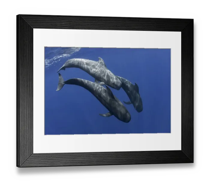 Framed Print : Pilot whale (Globicephala macrorhynchus) two swimming, Tenerife, Canary Islands Framed Print : Pilot whale (Globicephala macrorhynchus) two swimming, Tenerife, Canary Islands