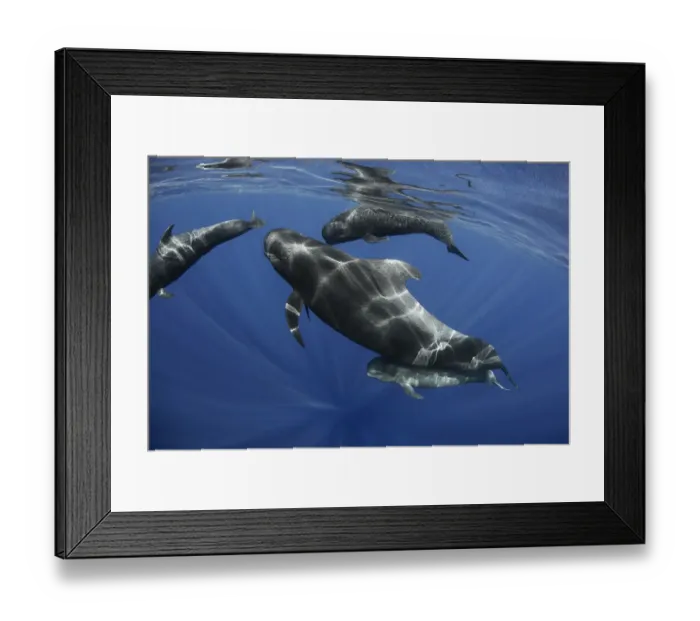 Framed Print : Pilot whale (Globicephala macrorhynchus) pod, Tenerife, Canary Islands Framed Print : Pilot whale (Globicephala macrorhynchus) pod, Tenerife, Canary Islands
