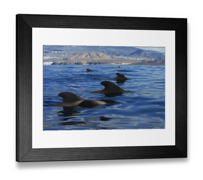Framed Print : Pilot whale (Globicephala macrorhynchus) pod, at surface, Montana de Guaza, Arona Framed Print : Pilot whale (Globicephala macrorhynchus) pod, at surface, Montana de Guaza, Arona