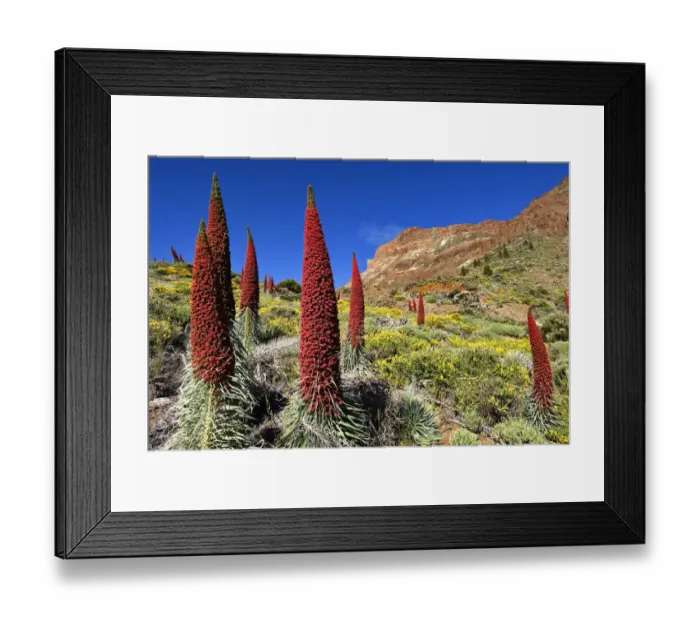 Framed Print : Tajinaste rojo (Echium wildpretii), Teide National Park, UNESCO World Heritage Site