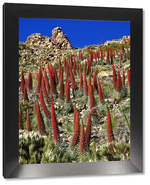 Tajinaste rojo (Echium wildpretii), Teide National Park, World Heritage Site