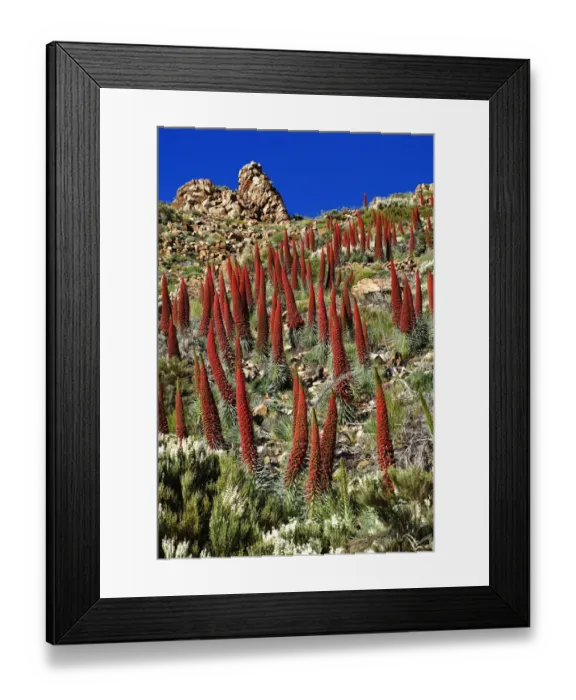 Framed Print : Tajinaste rojo (Echium wildpretii), Teide National Park, World Heritage Site Framed Print : Tajinaste rojo (Echium wildpretii), Teide National Park, World Heritage Site