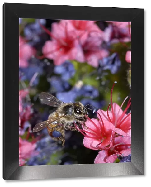 Honeybee (Apis melifera) visiting Tajinaste rojo (Echium wildpretii)