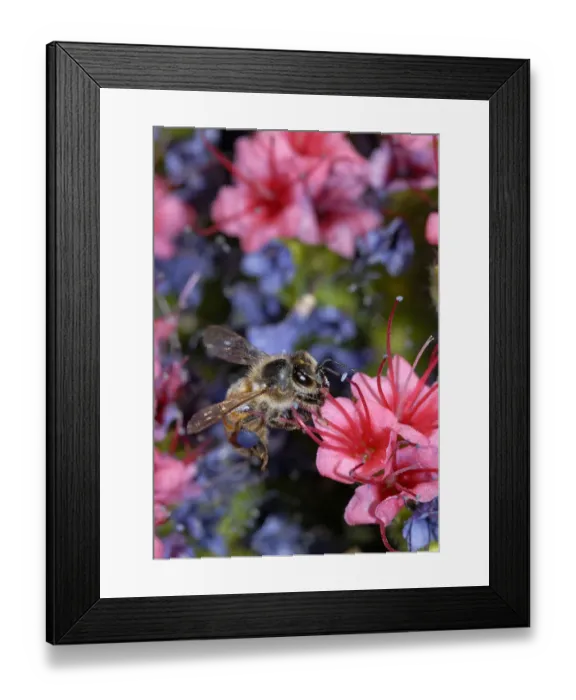 Framed Print : Honeybee (Apis melifera) visiting Tajinaste rojo (Echium wildpretii) Framed Print : Honeybee (Apis melifera) visiting Tajinaste rojo (Echium wildpretii)