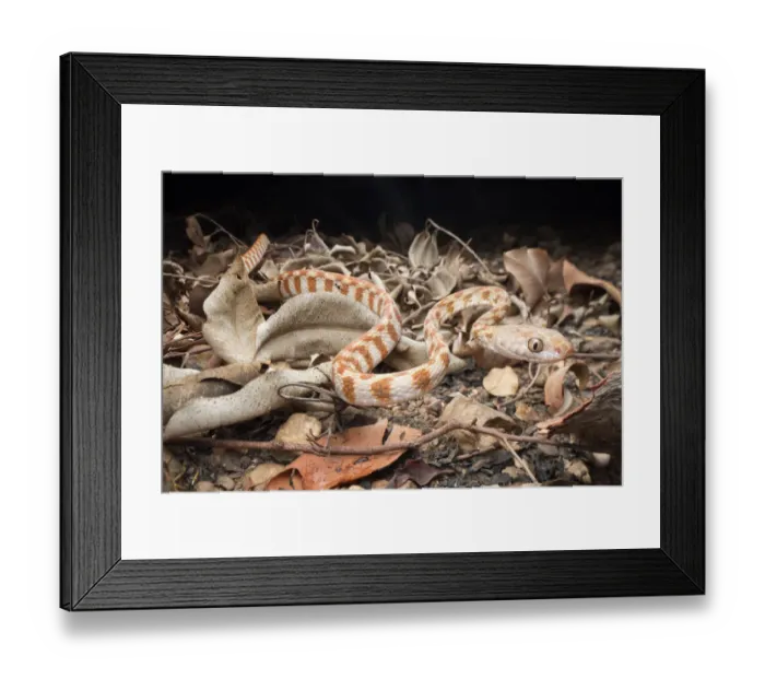Framed Print : Brown tree snake (Boiga irregularis), Berry Springs, Northern Territory, Australia Framed Print : Brown tree snake (Boiga irregularis), Berry Springs, Northern Territory, Australia