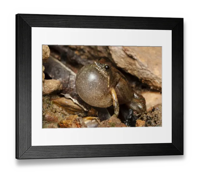 Framed Print : Bilingual frog (Crinia bilingua) adult male calling, Adelaide River, Northern Territory Framed Print : Bilingual frog (Crinia bilingua) adult male calling, Adelaide River, Northern Territory