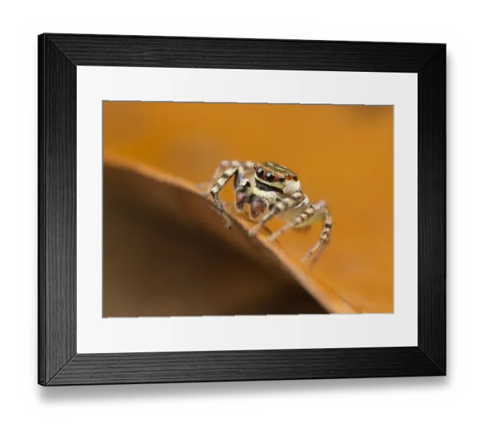 Framed Print : Wandering jumping spider (Cytea severa), adult male, Cairns, Queensland, Australia, June Framed Print : Wandering jumping spider (Cytea severa), adult male, Cairns, Queensland, Australia, June