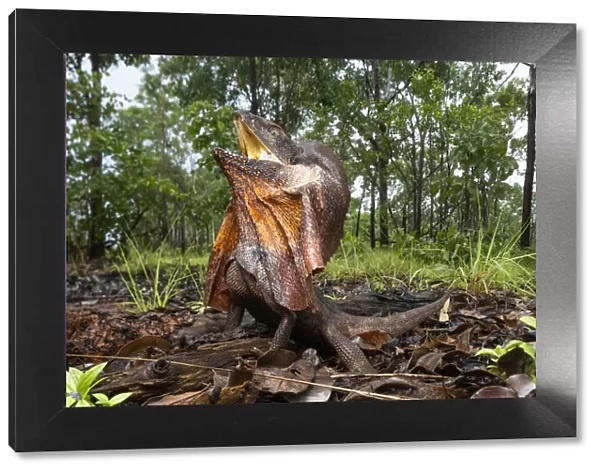 Frill-neck lizard (Chlamydosaurus kingii), defensive posture warning photographer not to