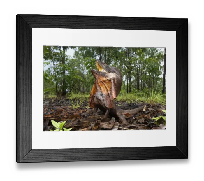 Framed Print : Frill-neck lizard (Chlamydosaurus kingii), defensive posture warning photographer not to Framed Print : Frill-neck lizard (Chlamydosaurus kingii), defensive posture warning photographer not to