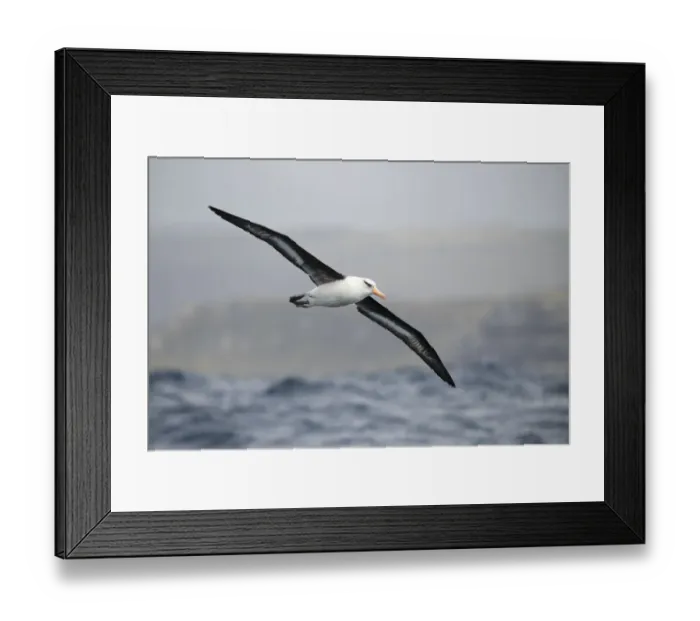 Framed Print : Campbell albatross (Thalassarche impavida), flying off Campbell Island Framed Print : Campbell albatross (Thalassarche impavida), flying off Campbell Island