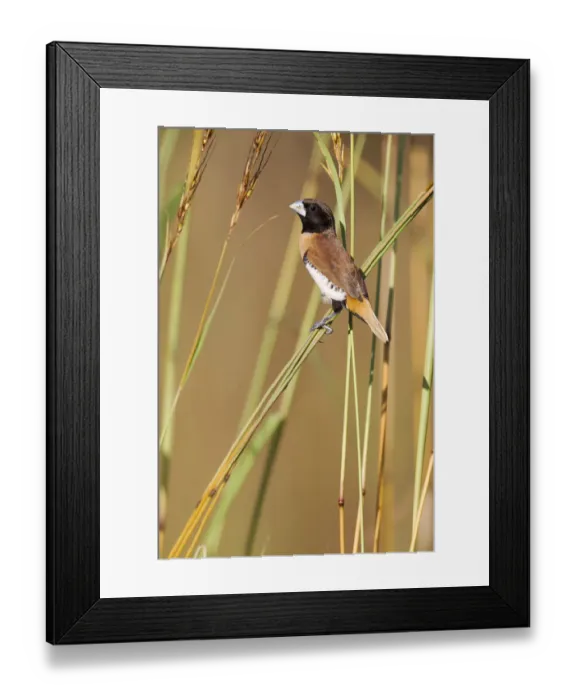 Framed Print : Chestnut-breasted mannikin (Lonchura castaneothorax), feeding on grass seeds, Darwin Framed Print : Chestnut-breasted mannikin (Lonchura castaneothorax), feeding on grass seeds, Darwin
