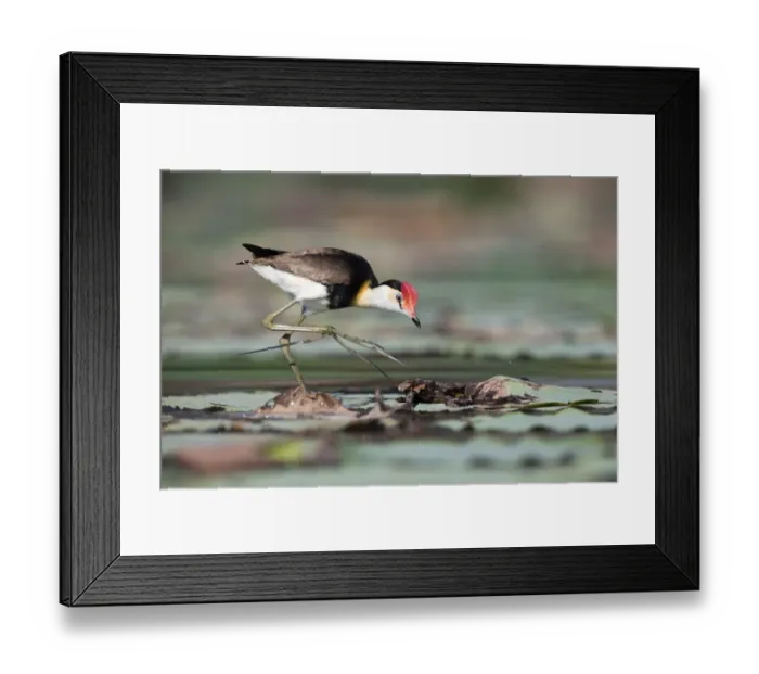 Framed Print : Comb-crested jacana (Irediparra gallinacea), Marrakai, Northern Territory, Australia Framed Print : Comb-crested jacana (Irediparra gallinacea), Marrakai, Northern Territory, Australia