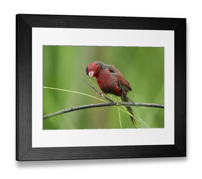 Framed Print : Crimson finch (Neochmia phaeton), feeding on grass seeds, Darwin, Australia, August Framed Print : Crimson finch (Neochmia phaeton), feeding on grass seeds, Darwin, Australia, August