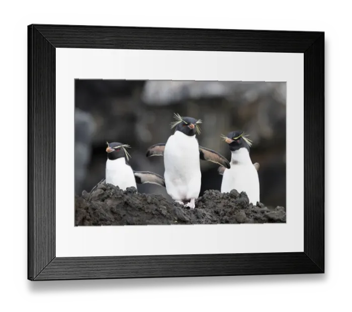 Framed Print : Eastern rockhopper penguins (Eudyptes chrysocome filholi), Auckland Island, December Framed Print : Eastern rockhopper penguins (Eudyptes chrysocome filholi), Auckland Island, December